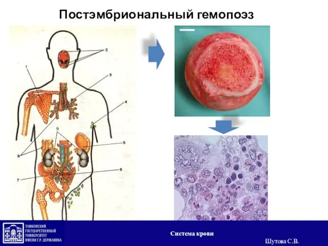 Постэмбриональный гемопоэз Система крови Шутова С.В.