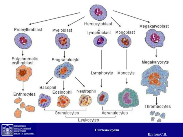 Система крови Шутова С.В.