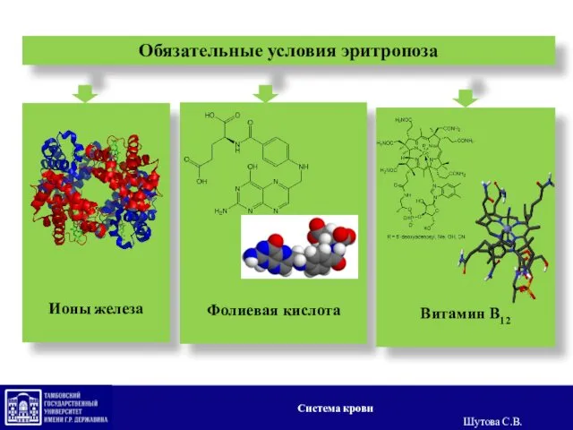 Обязательные условия эритропоза Ионы железа Фолиевая кислота Витамин B12 Система крови Шутова С.В.