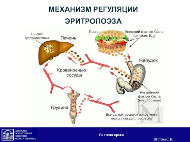 МЕХАНИЗМ РЕГУЛЯЦИИ ЭРИТРОПОЭЗА Система крови Шутова С.В.