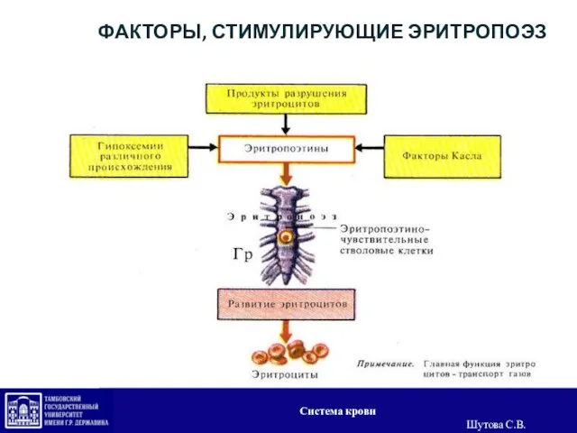 ФАКТОРЫ, СТИМУЛИРУЮЩИЕ ЭРИТРОПОЭЗ Система крови Шутова С.В.