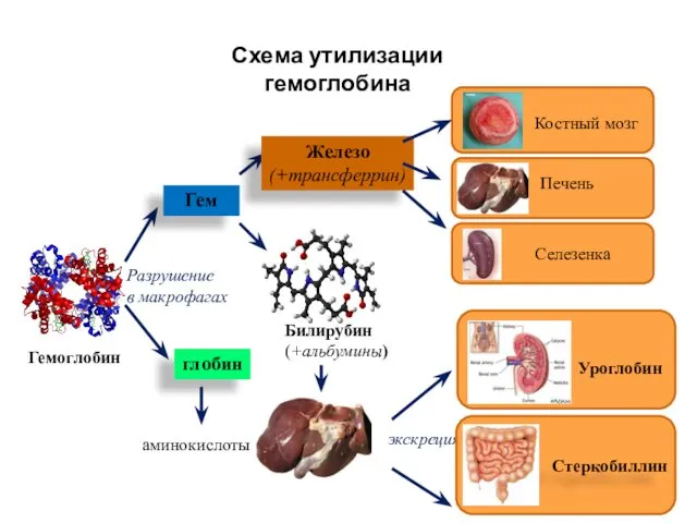 Гемоглобин Разрушение в макрофагах Билирубин (+альбумины) экскреция Гем глобин аминокислоты Железо