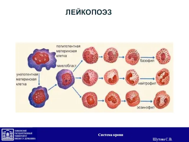 ЛЕЙКОПОЭЗ Система крови Шутова С.В.