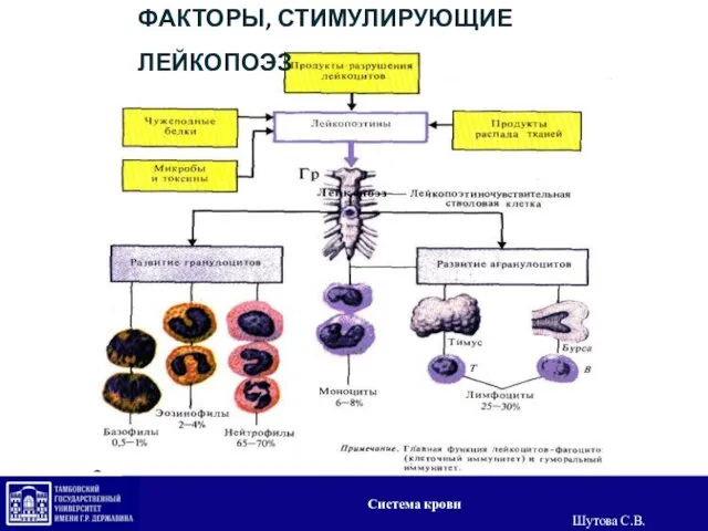 ФАКТОРЫ, СТИМУЛИРУЮЩИЕ ЛЕЙКОПОЭЗ Система крови Шутова С.В.