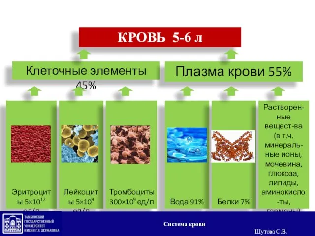 КРОВЬ 5-6 л Клеточные элементы 45% Плазма крови 55% Эритроциты 5×1012