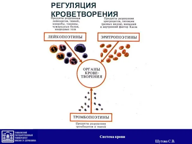 РЕГУЛЯЦИЯ КРОВЕТВОРЕНИЯ Система крови Шутова С.В.