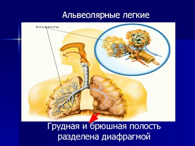 Грудная и брюшная полость разделена диафрагмой Альвеолярные легкие