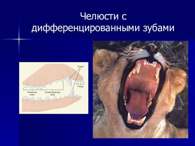 Челюсти с дифференцированными зубами