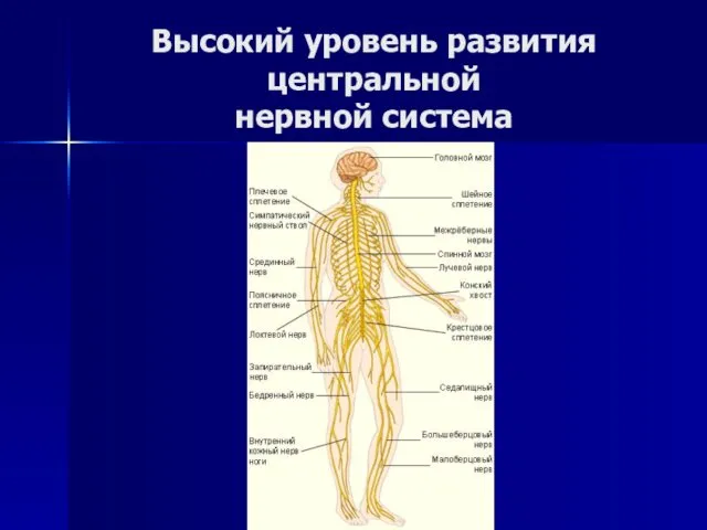 Высокий уровень развития центральной нервной система