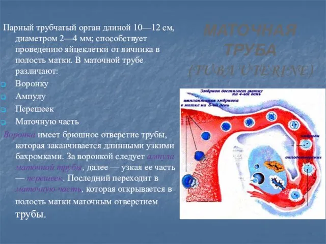 МАТОЧНАЯ ТРУБА (TUBA UTERINE) Парный трубчатый орган длиной 10—12 см, диаметром