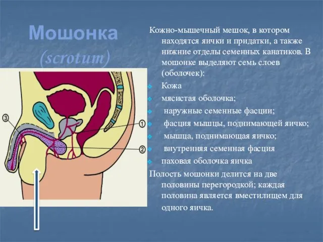 Мошонка (scrotum) Кожно-мышечный мешок, в котором находятся яички и придатки, а