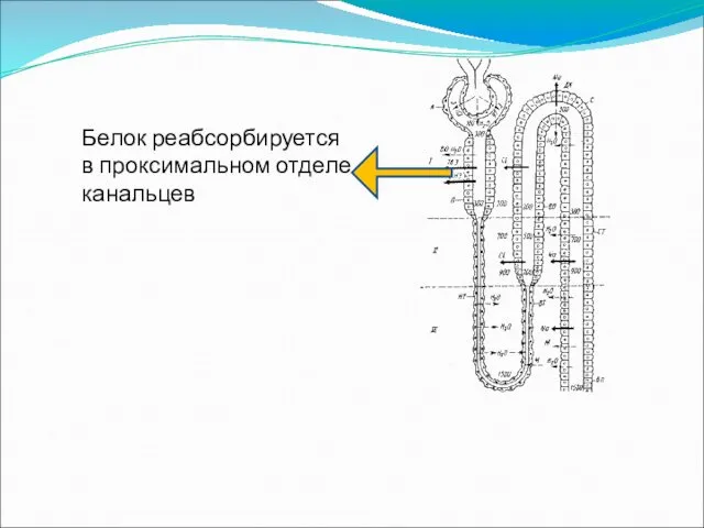 Белок реабсорбируется в проксимальном отделе канальцев