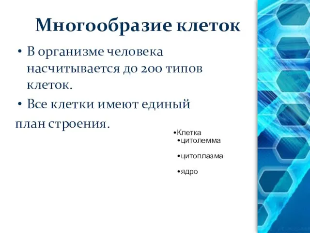 Многообразие клеток В организме человека насчитывается до 200 типов клеток. Все