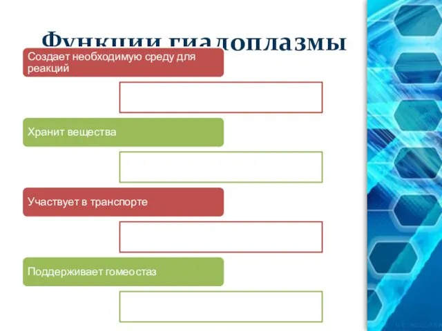 Функции гиалоплазмы Создает необходимую среду для реакций Хранит вещества Участвует в транспорте Поддерживает гомеостаз