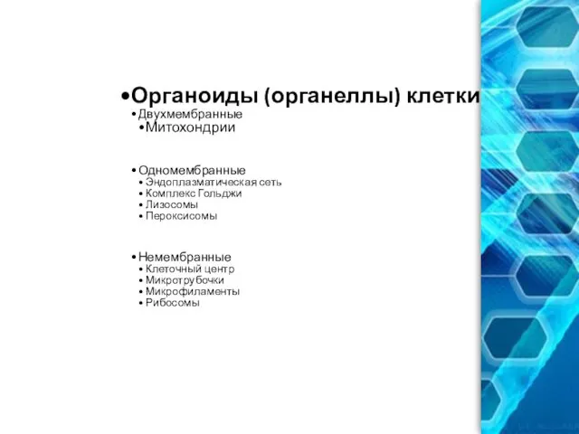 Органоиды (органеллы) клетки Двухмембранные Митохондрии Одномембранные Эндоплазматическая сеть Комплекс Гольджи Лизосомы