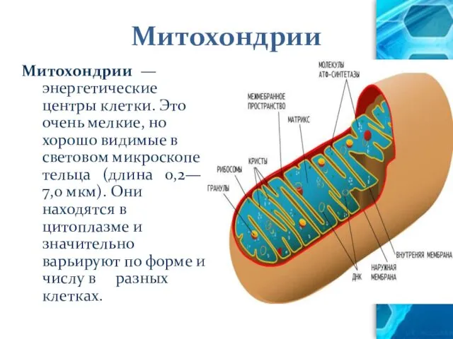 Митохондрии Митохондрии — энергетические центры клетки. Это очень мелкие, но хорошо