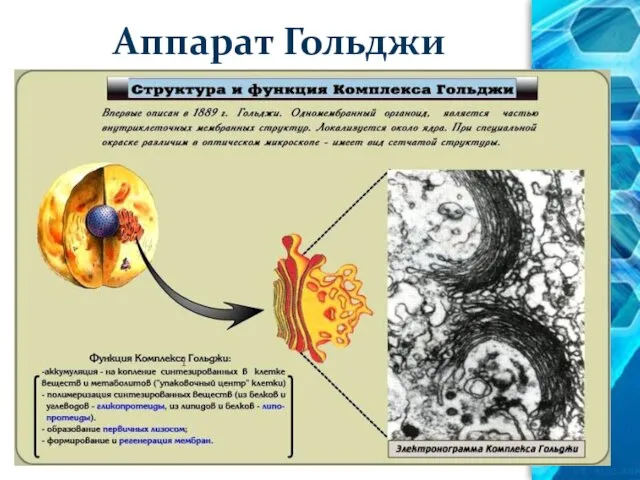 Аппарат Гольджи