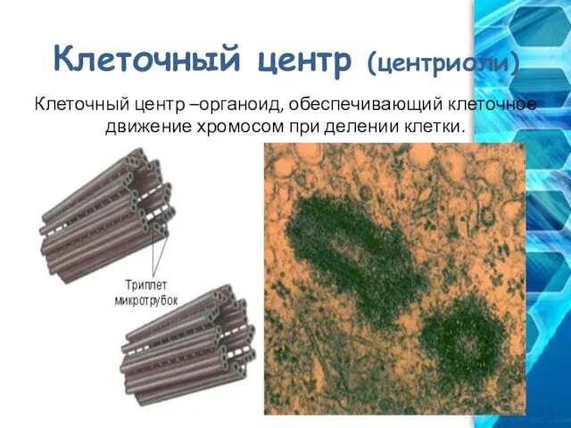 Клеточный центр (центриоли) Клеточный центр –органоид, обеспечивающий клеточное движение хромосом при делении клетки.