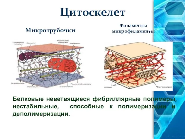 Цитоскелет Микротрубочки Филаменты микрофиламенты Белковые неветвящиеся фибриллярные полимеры, нестабильные, способные к полимеризации и деполимеризации.