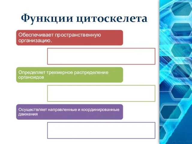 Функции цитоскелета Обеспечивает пространственную организацию. Определяет трехмерное распределение органоидов Осуществляет направленные и координированные движения