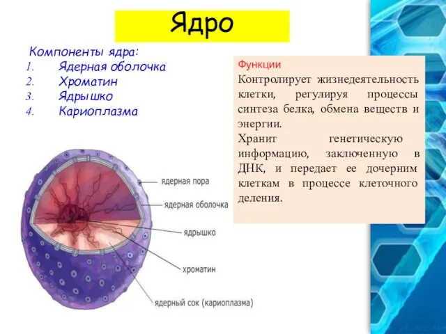 Ядро Компоненты ядра: Ядерная оболочка Хроматин Ядрышко Кариоплазма Функции Контролирует жизнедеятельность