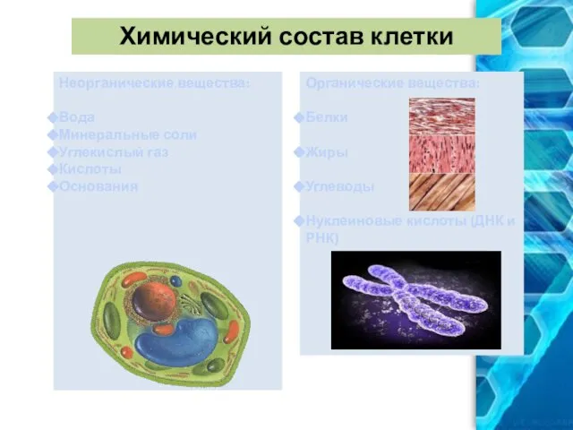 Химический состав клетки Неорганические вещества: Вода Минеральные соли Углекислый газ Кислоты