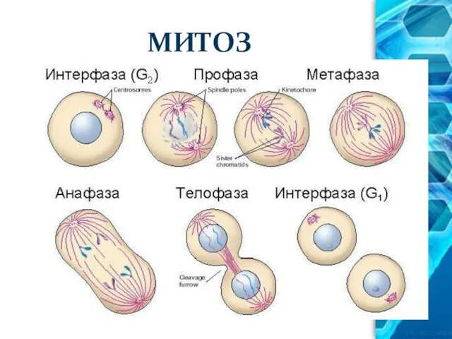 МИТОЗ