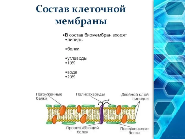 Состав клеточной мембраны В состав биомембран входят липиды белки углеводы 10% вода 20%