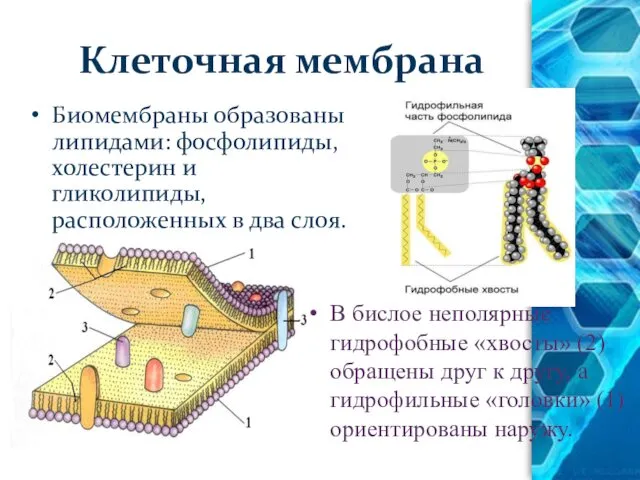 Клеточная мембрана Биомембраны образованы липидами: фосфолипиды, холестерин и гликолипиды, расположенных в