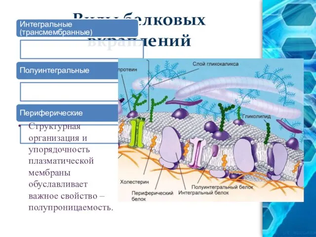 Виды белковых вкраплений Интегральные (трансмембранные) Полуинтегральные Периферические Структурная организация и упорядочность