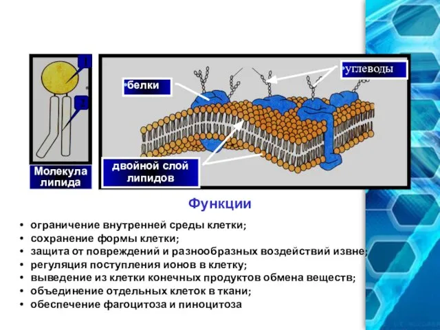 Плазматическая мембрана двойной слой липидов белки углеводы Функции ограничение внутренней среды