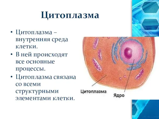 Цитоплазма Цитоплазма –внутренняя среда клетки. В ней происходят все основные процессы.