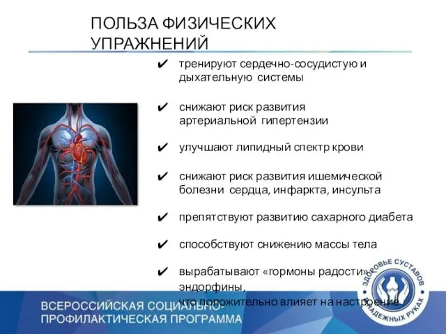 ПОЛЬЗА ФИЗИЧЕСКИХ УПРАЖНЕНИЙ тренируют сердечно-сосудистую и дыхательную системы снижают риск развития