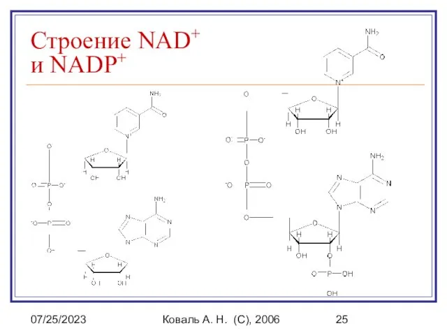 07/25/2023 Коваль А. Н. (C), 2006 Строение NAD+ и NADP+