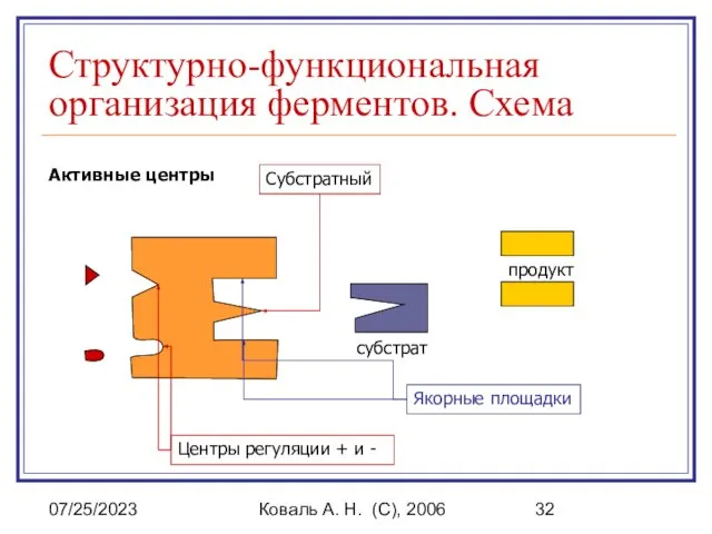 07/25/2023 Коваль А. Н. (C), 2006 Структурно-функциональная организация ферментов. Схема Активные