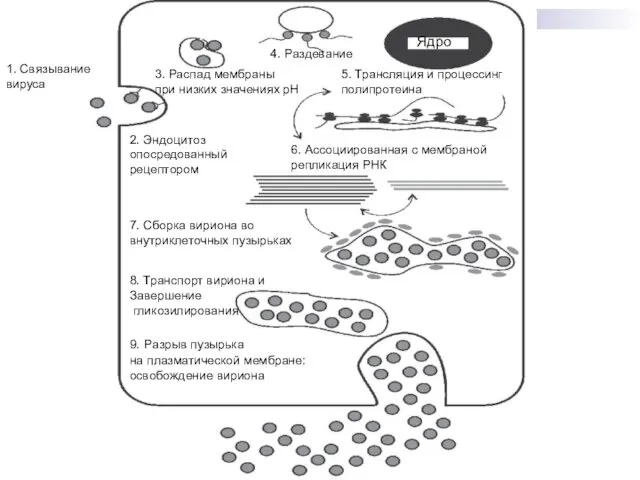 9. Разрыв пузырька на плазматической мембране: освобождение вириона 8. Транспорт вириона