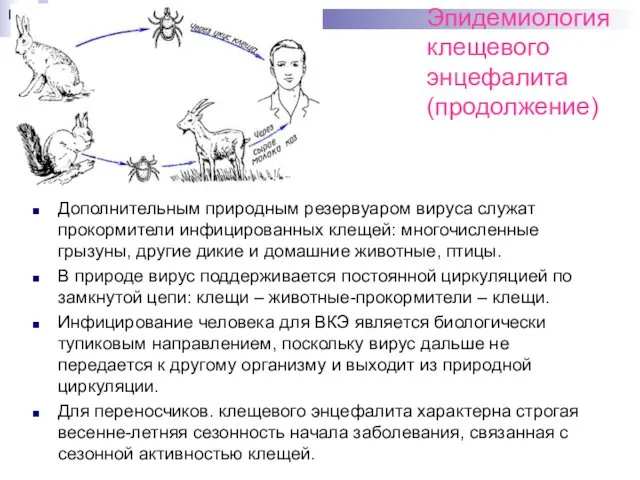 Эпидемиология клещевого энцефалита (продолжение) Дополнительным природным резервуаром вируса cлужат прокормители инфицированных