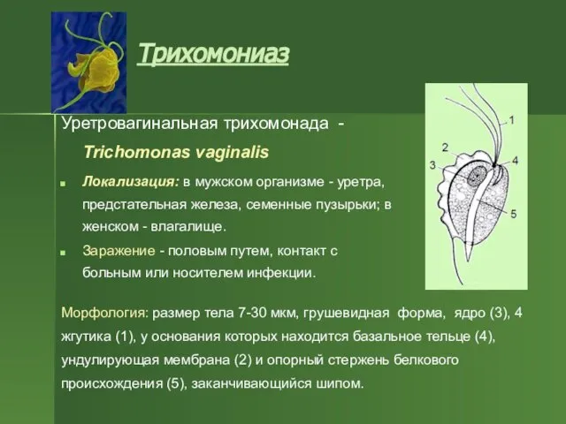 Трихомониаз Уретровагинальная трихомонада - Trichomonas vaginalis Локализация: в мужском организме -