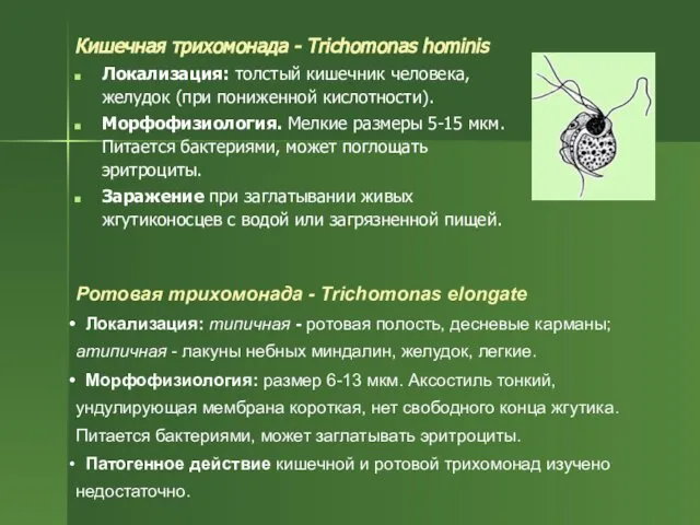 Кишечная трихомонада - Trichomonas hominis Локализация: толстый кишечник человека, желудок (при