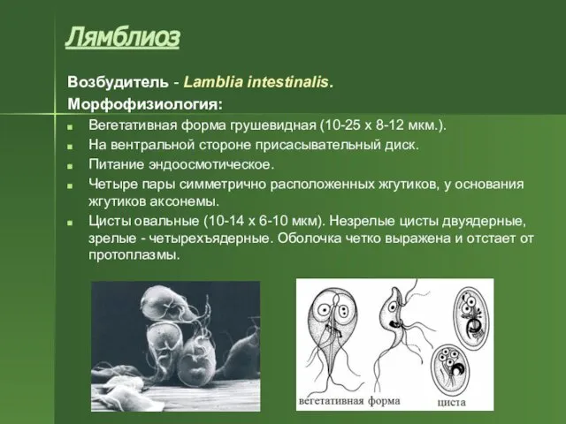 Возбудитель - Lamblia intestinalis. Морфофизиология: Вегетативная форма грушевидная (10-25 х 8-12