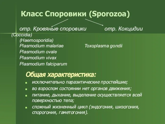 Класс Споровики (Sporozoa) Общая характеристика: исключительно паразитические простейшие; во взрослом состоянии