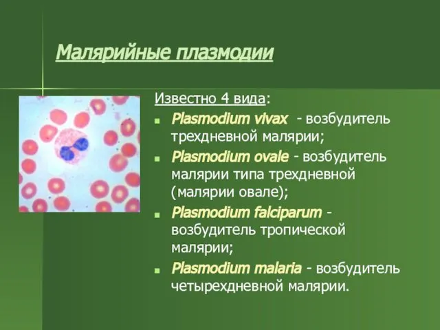 Малярийные плазмодии Известно 4 вида: Plasmodium vivax - возбудитель трехдневной малярии;