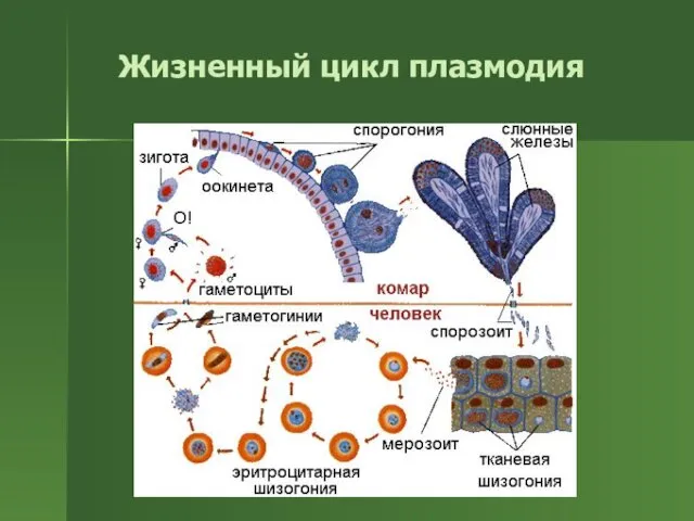 Жизненный цикл плазмодия