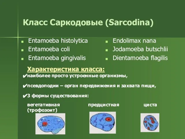 Entamoeba histolytica Entamoeba coli Еntamoeba gingivalis Класс Саркодовые (Sarcodina) Характеристика класса: