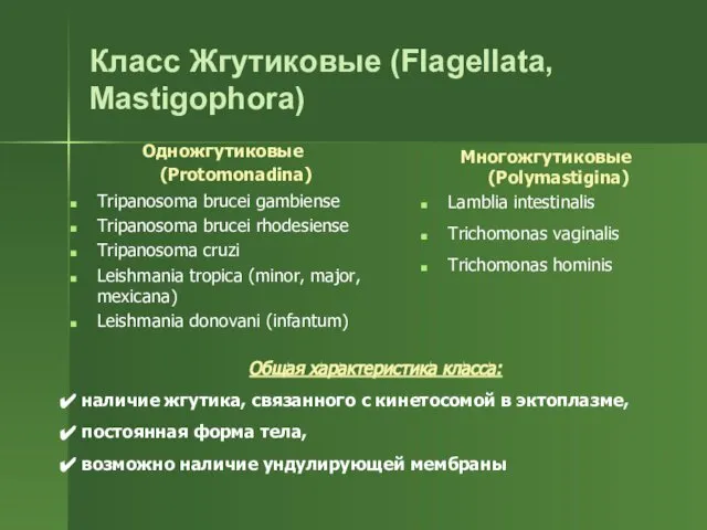 Класс Жгутиковые (Flagellata, Mastigophora) Одножгутиковые (Protomonadina) Tripanosoma brucei gambiense Tripanosoma brucei