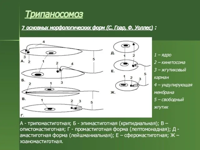 Трипаносомоз 7 основных морфологических форм (С. Гоар, Ф. Уоллес) : А