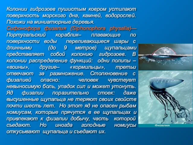 Колонии гидрозоев пушистым ковром устилают поверхность морского дна, камней, водорослей. Похожи