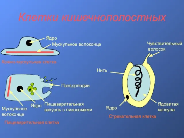 Клетки кишечнополостных Ядро Мускульное волоконце Кожно-мускульная клетка Мускульное волоконце Ядро Пищеварительная