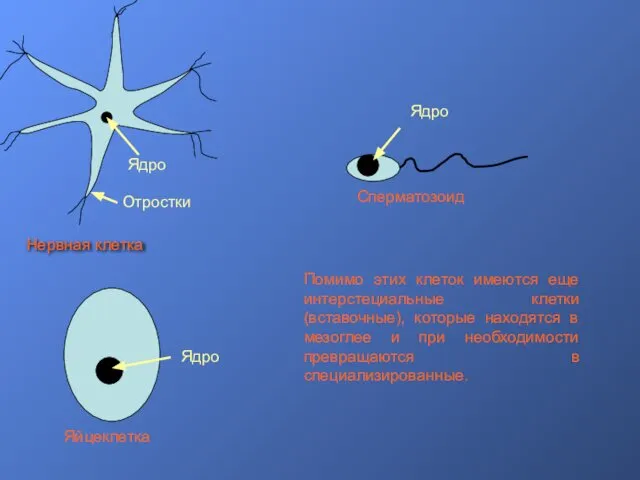 Ядро Отростки Нервная клетка Ядро Яйцеклетка Ядро Сперматозоид Помимо этих клеток