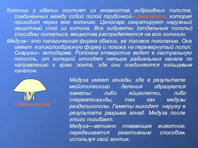 Колонии у обелии состоят из множества гидроидных полипов, соединенных между собой